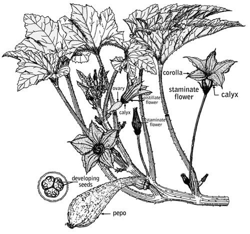 The Pollination Process Monoecious plants have both male and female flowers on the same plant. Dioecious plants have only one sex of flower per plant.