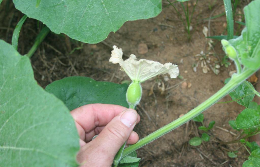 Cucurbit plants, for example, have separate male (staminate) and female (pistillate) flowers. Male flowers generally appear on the plants several days before female flowers.