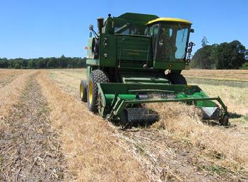 Early harvest leads to excessive green seed, reduced oil content, and high seed moisture.