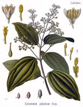 Cinnamomum species True or Ceylon Cinnamon is Cinnamomum verum (C. zeylanicum) Cassia Cinnamon is Cinnamomum cassia also called Chinese Cassia or Canela Indonesian Cinnamon is C.