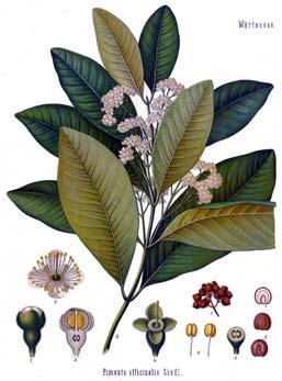 Allspice: Pimenta officinalis, Myrtaceae Native to the West Indies and cultivated in Jamaica, Guatemala, Honduras, and Mexico. It is the only major spice grown exclusively in South America.
