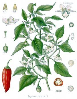 Chile, Red, or Hot Pepper: Capsicum spp., Solanaceae Chili peppers are native to the New World. Columbus was searching for black pepper but serendipitously found a spice much more pungent and hot.
