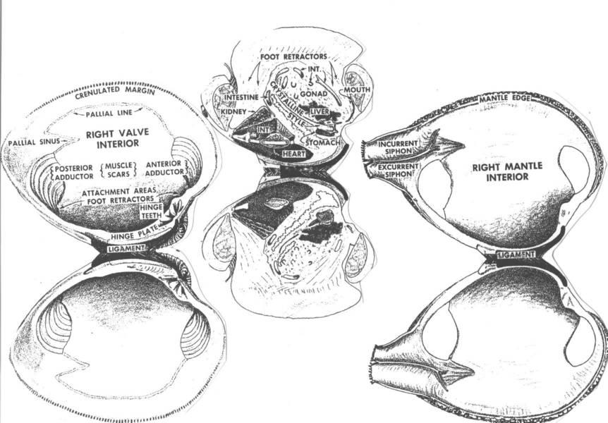Model of the interior structures of the hard clam.