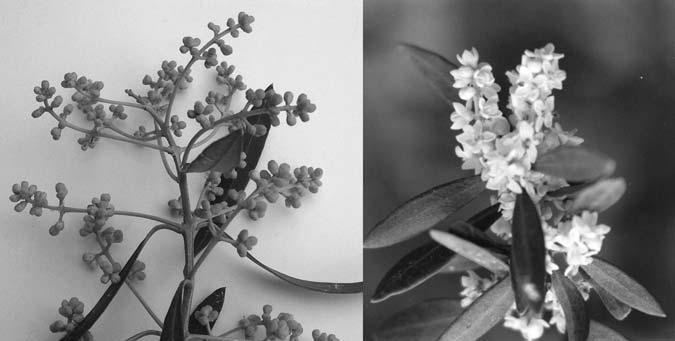 8 2.2.2. Inflorescences and flowers 2.2.2.1. Inflorescences in Olives Inflorescences are born in the axil of each leaf (Fig. 2). Each inflorescence contains 15 30 flowers,.