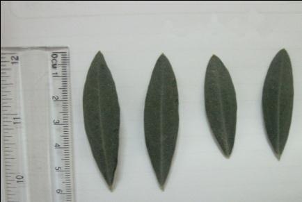 90% of olive variety in qalqilia Purpose of use Morphological Characteristics Tree vigour growth