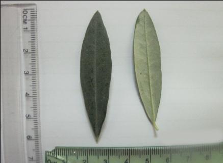 the shoot 16.7 cm Internodes length Medium (1.5) leaves shape Elliptic (3.9) length Medium (5.