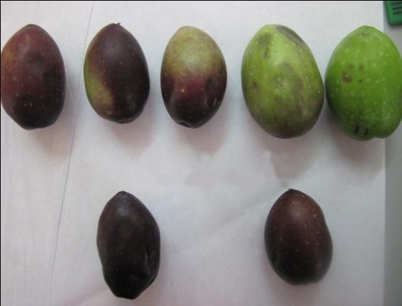 58 fruits fresh weight (g) 2.15g 3.08 pulp/skin firmness Medium Low flesh / pit ratio 3.48 4.4 Fruit dry weight (g) 1.