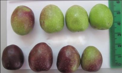 Fruit retention force medium Medium Fruit pigmentation (M.I.) 0.