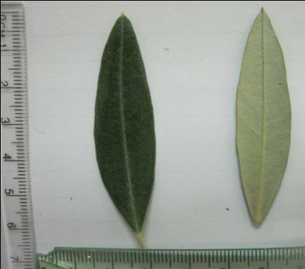 Medium Fruiting shoot Length of the shoot 14.6 cm Internodes length Medium (1.4) leaves shape Elliptic (3.