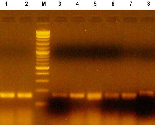 M= Molecular weight marker (10 kb DNA ladder).