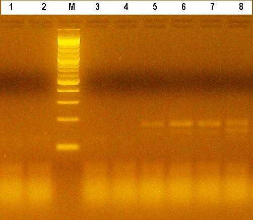 64 Fig. ( 4d ) : SSR pattern obtained among 8 olive oil trees collected from Qalqilya location in Palestine using primer DCA9. M= Molecular weight marker (10 kb DNA ladder).