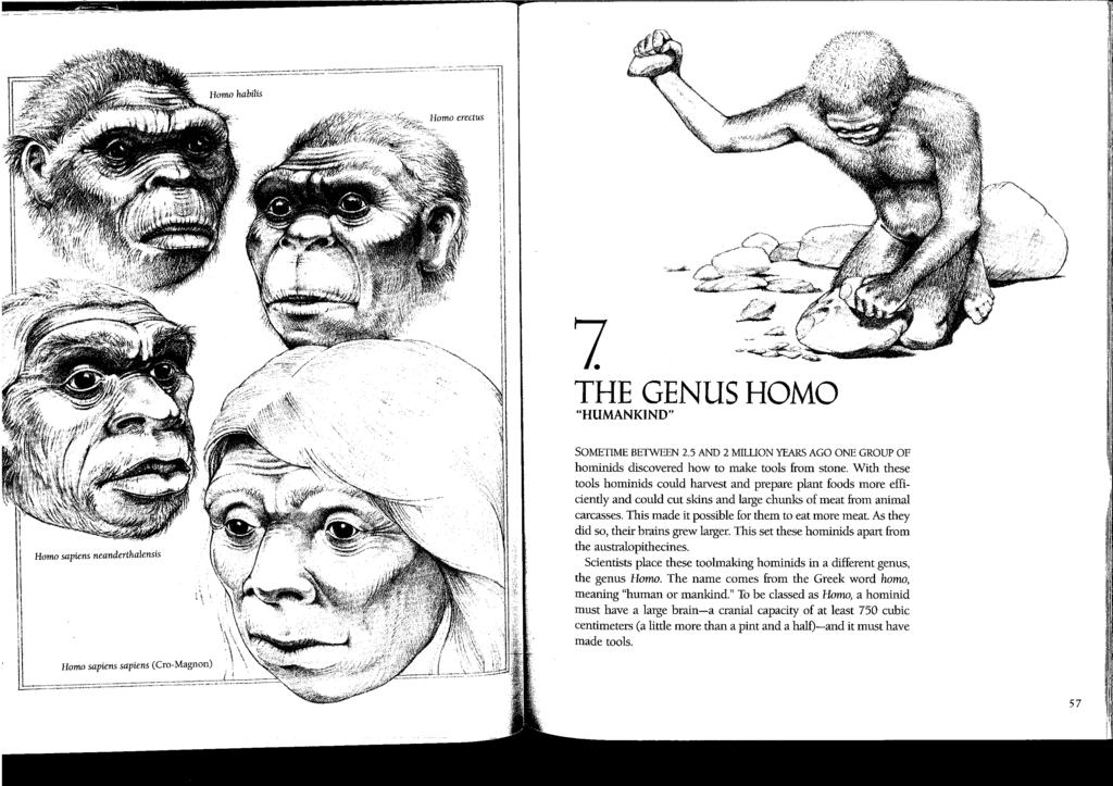 The Genus Homo Overview There are five subspecies of hominids in the genus Homo: Homo habilis, Homo erectus, Homo sapiens, Homo sapiens neanderthalenis and Homo sapiens sapiens. Between 2.