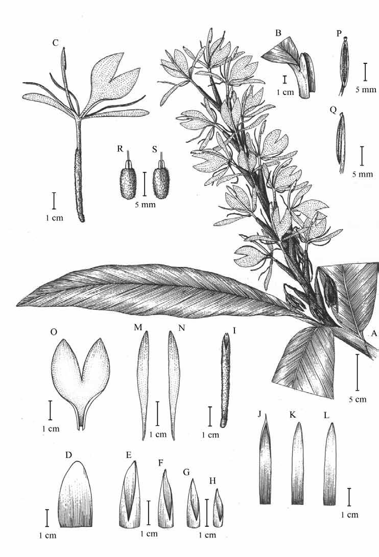 December 2009 Journal of Japanese Botany Vol. 84 No.6 331 Fig. 1. Hedychium muanwongyathiae Picheans. & Wongsuwan. A. Flowering top showing leaves and an inflorescence. B. Part of leaf showing a ligule.