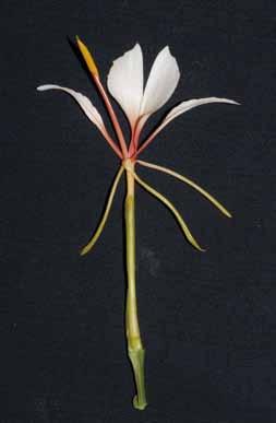 Flower showing an ovary, calyx tube,