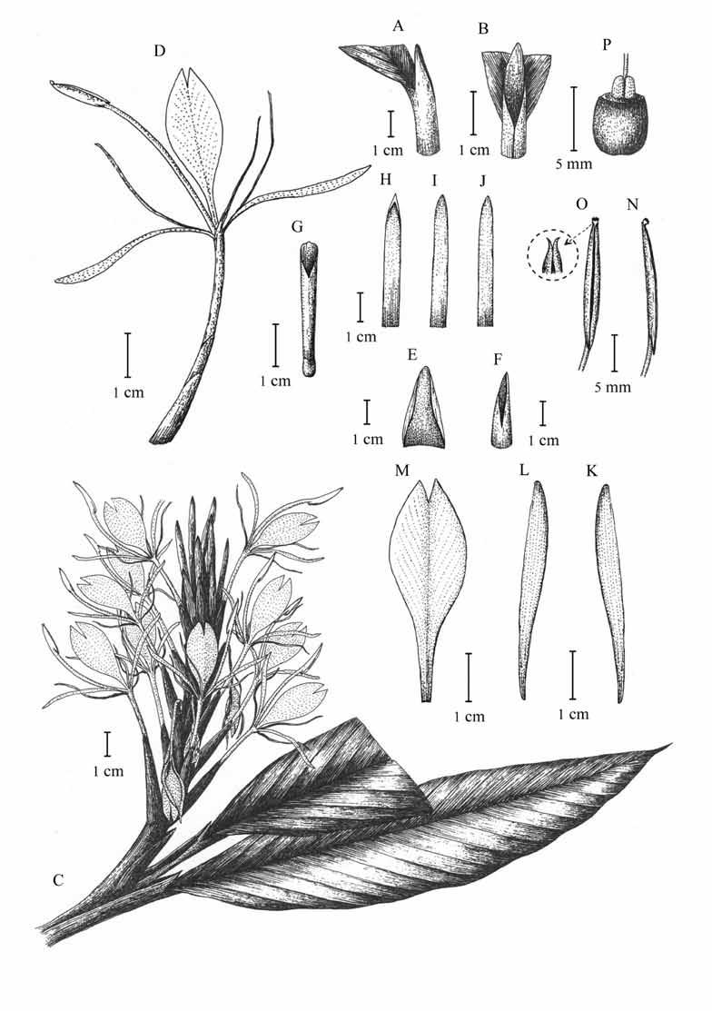 December 2009 Journal of Japanese Botany Vol. 84 No.6 335 Fig. 3. Hedychium phuluangense Picheans. & Wongsuwan. A, B. Part of leaf showing a ligule (side and front views). C.