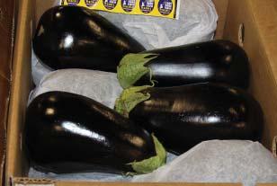 OG ZUCCHINI Organic Zucchini is in abundant supply out of both Florida and Mexico.
