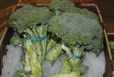 OG BROCCOLI Organic Broccoli is in steady supply out of CA, although price has begun to move upward. Supplies are not as robust, but are not limited by any means.