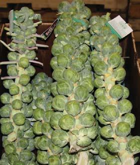 Great displays might also include Stalk Brussels Sprouts for visual drama and farm market look.