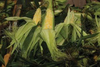 CV SWEET CORN New crop Georgia Sweet Corn is in good supply, good quality, and lower pricing this week.