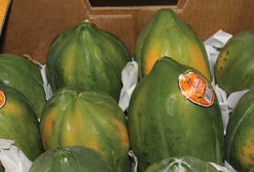 OG PAPAYAS ALERT! Organic Formosa Papayas will be very limited next week. Growers in Mexico are still recovering from tropical storms that wiped out thousands of papaya trees.