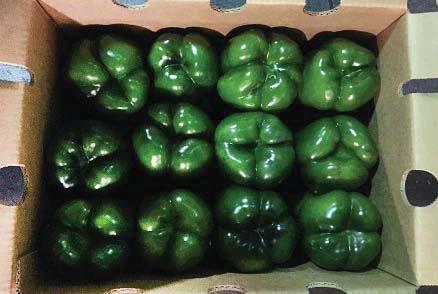 12/6 ct Mini Seedless Cucumbers are a bit limited with an uptick in price this week.