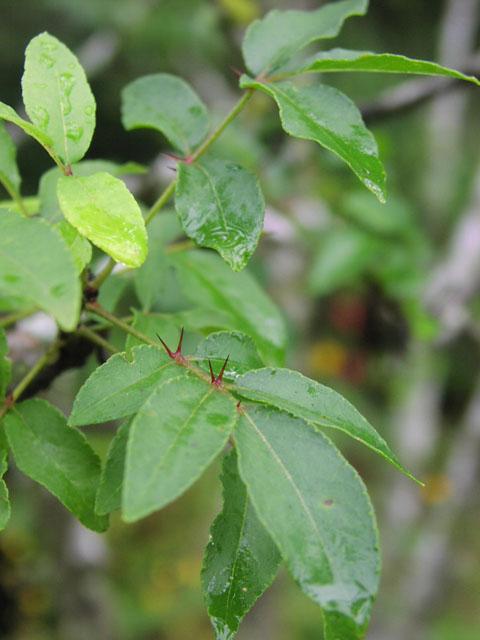 Tickle Tongue, Toothache Tree shrub or small tree to 5m Where