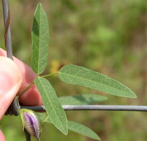 poisonous FABACEAE Centrosema virginianum * virginianum =