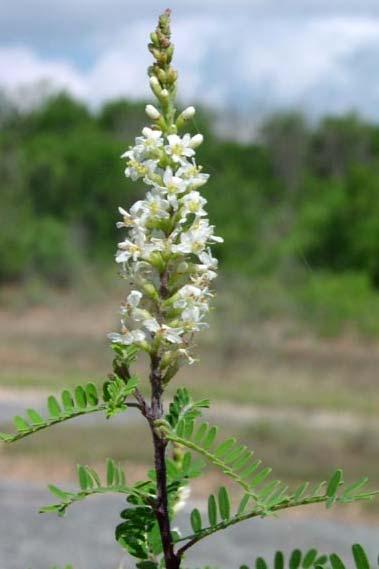 Texas Kidneywood, Beebrush Leaves supposedly have the aroma of tangerine rinds, what do you think?