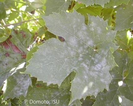 overwinter primarily in bark crevices on the grapevine. In the spring, airborne spores (ascospores) released from the cleistothecia are the primary inoculum for powdery mildew infections.