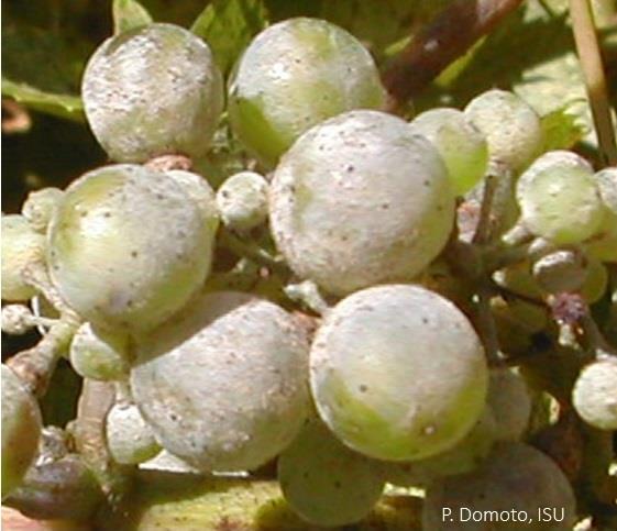 Figure 58. Powdery mildew on berries. Figure 59. Powdery mildew on a shoot and cane.
