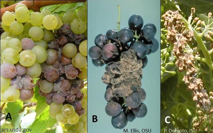 Figure 60. Botrytis bunch rot. Figure 61. Ripe rot. Figure 62. Bitter rot. Figure 63. Sour rot. Crown Gall Crown gall is caused by the bacterium Agrobacterium tumefaciens.