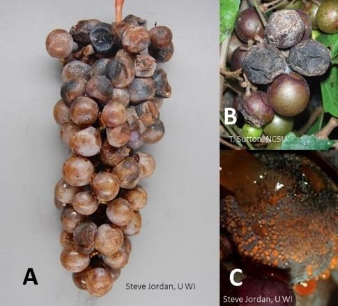 These galls will interfere with water and nutrient flow in the plants causing seriously infected plants to become weakened, stunted and unproductive. Their leaves may turn yellow or red (Figure 64).