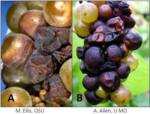 They usually form in late spring or early summer and can be formed each season. As galls age they become dark brown to black, hard, rough, and woody (Figure 65) (Ellis, 2008a).