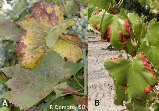 Figure 66. Sulfur injury on a sulfursenstive grapevine (A), and injury on a non-sensitive grapevine when applied when temperatures were above 85 o F (B). Figure 67.