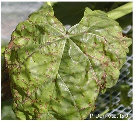 Fungicide recommendations for anthracnose control consist of a dormant application of Liquid Lime Sulfur in early spring, followed by applications of foliar fungicides during the early growing season
