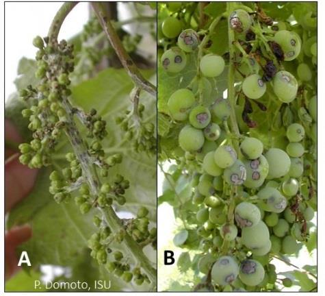 Anthracnose on a grape leaf. Figure 45. Anthracnose on young rachis (A) and on La Crescent berries (B).