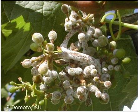 Powdery Mildew In Minnesota and the upper Midwest, powdery mildew can be a problem almost every year on susceptible cultivars.