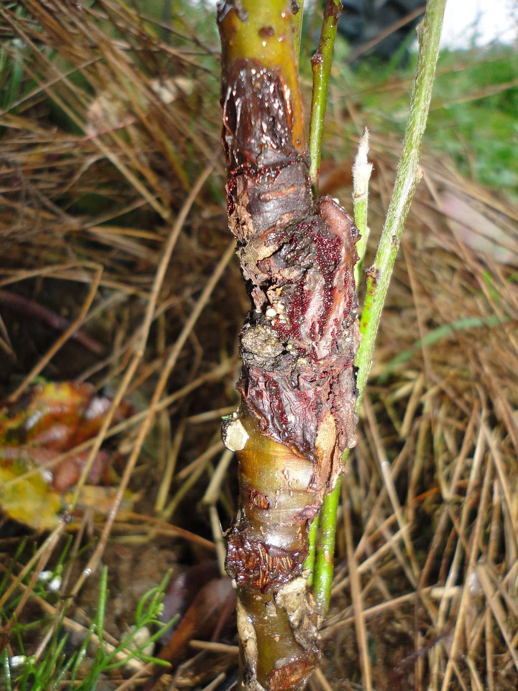 The Norwegian experience Contaminations at grafting may lead to canker at graft union Susceptible varieties