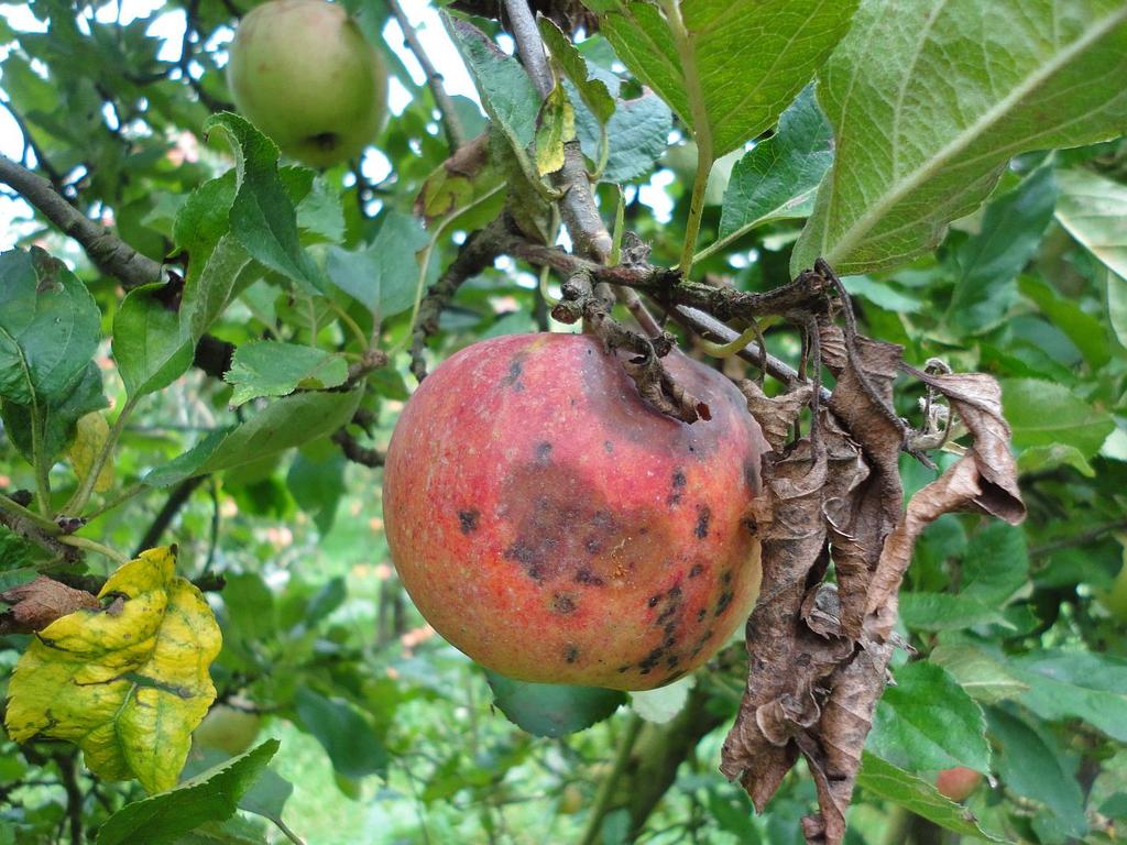 Apple canker and Diplodia