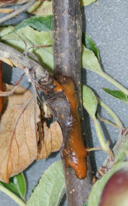 Fireblight 1. Most important bacterial disease of Rosaceae 2. Optimum conditions at >18 C and high humidity (e.g. thunderstorm) 3.