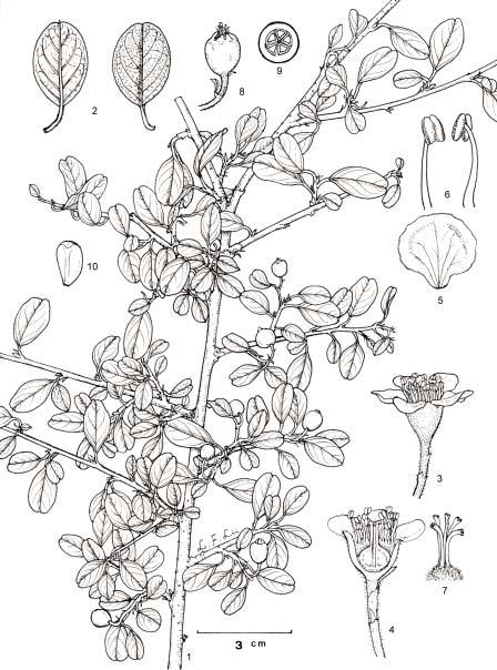 58 TAIWANIA Vol. 50, No. 1 Fig. 1. Cotoneaster dammeri Schneid. 1: Habit. 2: Leaves. 3: Flower.