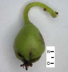March, 2005 Lu et al.: Cotoneaster dammeri Schneid. (Rosaceae) 59 Fig. 2. Photogram of Cotoneaster dammeri Schneid. a: Habit of flowering. b: Habit of fruiting.