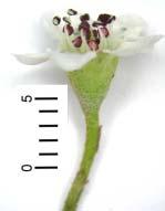 caduceus, linear-lanceolate or lanceolate, puberulent. Inflorescence usually 1-flowered, rarely 2- or 3-flowered ca. 1 cm across; pedicels 5-12 mm long, pilose.