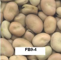 TANNIN) Maturity Lodging ¹ (1-9) Rating (days) Seed Weight (g/1000) CDC Fatima 11 100 3.8 105 520 FB9-4 9 92 3.