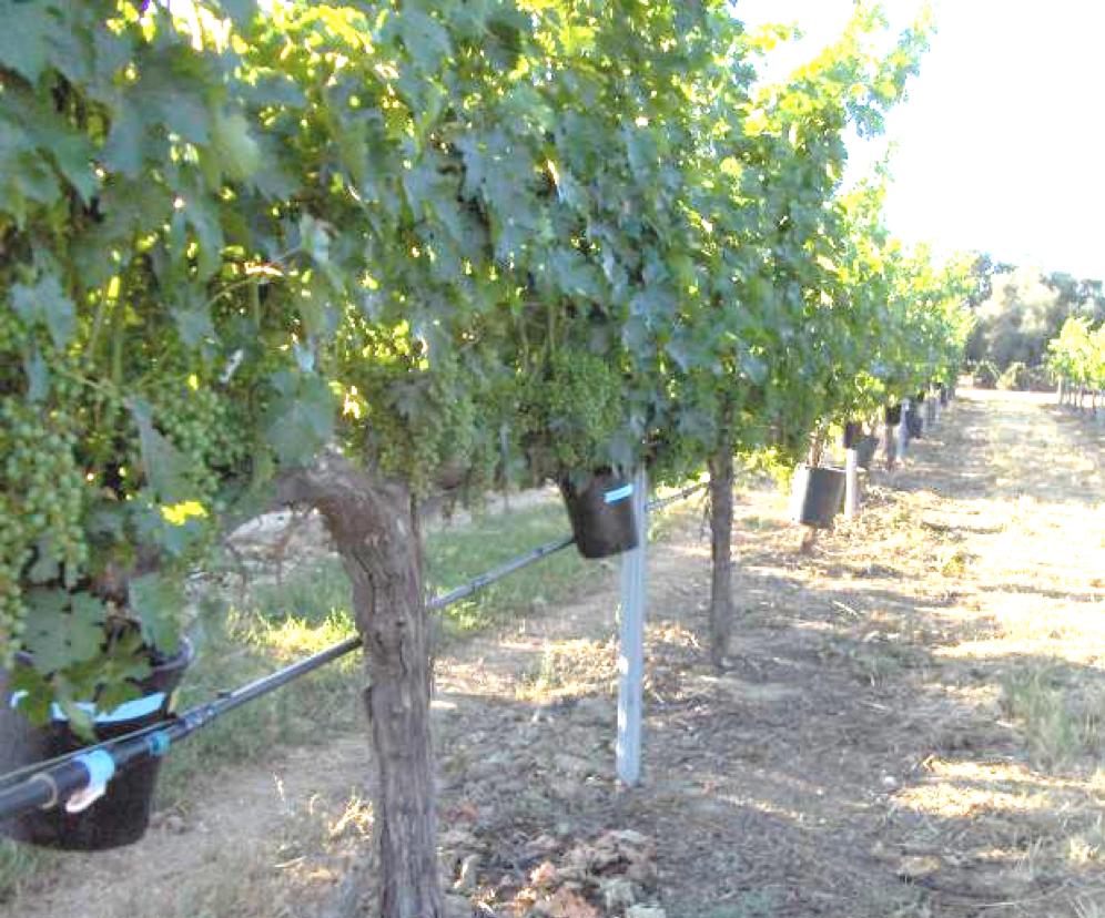 1/9/14 Wine Chemistry and Flavor" State/Condition Vine Variety Grapes Climate