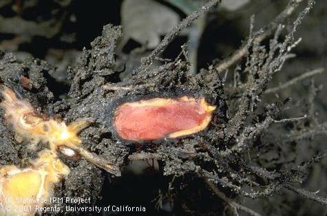 Anthracnose Pathogen: Colletotrichum acutatum Like Phytophthora crown rot, the internal