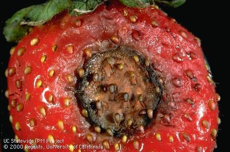 Anthracnose Pathogen: Colletotrichum acutatum Fruit decay is common Small, sunken, oval-toround brown spots