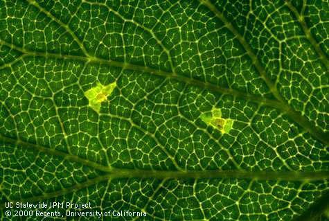 Angular Leaf Spot Pathogen: Xanthomonas fragariae Small watersoaked