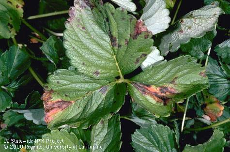 Angular Leaf Spot Pathogen: Xanthomonas fragariae Angular leaf