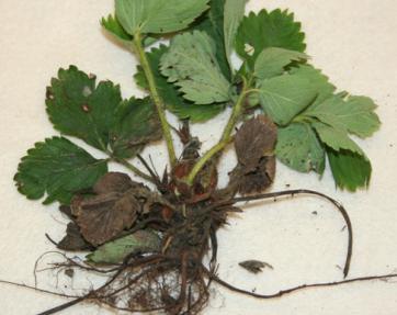 Phytophthora Root Rot Pathogens: Phytophthora cactorum, P. citricola, P. parasitica, and P.
